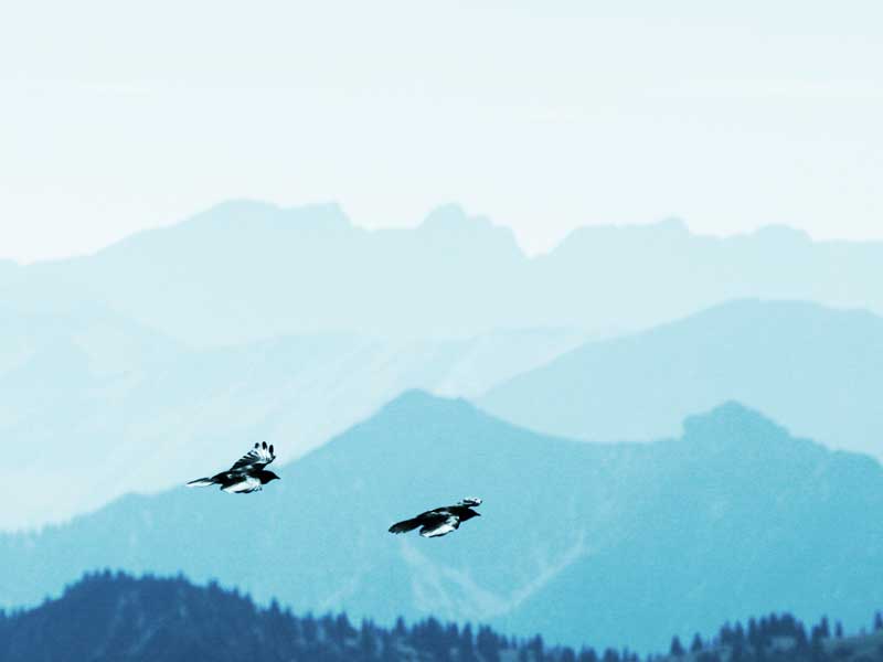 Freedom